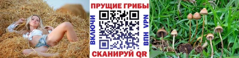 Галлюциногенные грибы Psilocybe  купить наркоту  Дмитров 